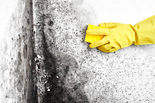 Best HVAC Mold Remediation in Parkston, SD