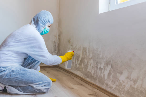 Professional Mold Remediation in Parkston, SD