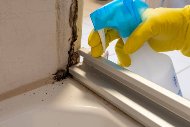 Reliable Parkston, SD Mold Remediation Solutions