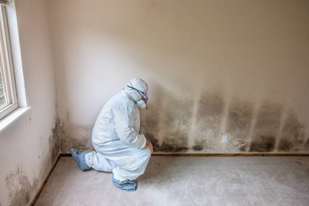 Best Mold Remediation for Specific Building Types in Parkston, SD