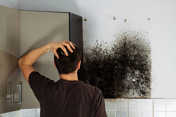 Best Health and Safety Mold Remediation in Parkston, SD