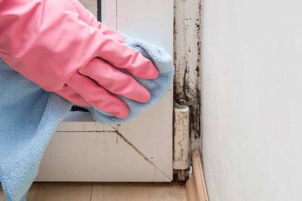 Professional Mold Remediation in Parkston, SD